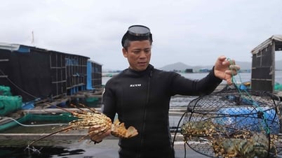 Khanh Hoa lobster export traffic jam