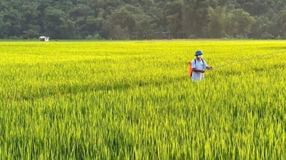Giá lúa giảm 100 đồng/kg, giá gạo xuất khẩu giảm