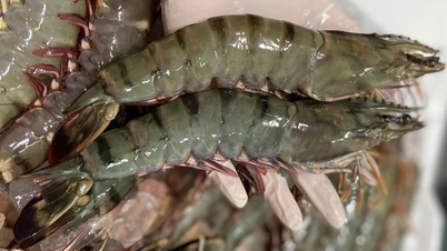 Shrimp exports to China increased 2.5 times