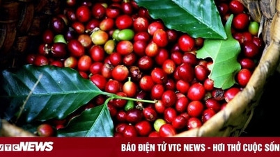 Coffee price today December 16: Stable market