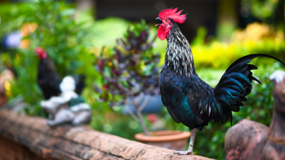 Foreign guests complain... rooster crowing every morning disrupts sleep