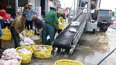 Combating IUU fishing, sustainable development of marine economy - Final article: Restructuring and protecting natural resources
