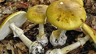 Cách nhận biết nấm độc