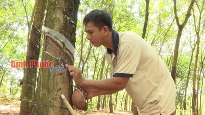 នេះគឺជាពេលវេលាដែលតម្លៃជ័រកៅស៊ូកំពុងកើនឡើងល្អបំផុតក្នុងរយៈពេល 8 ឆ្នាំចុងក្រោយនេះនៅទីក្រុង Binh Phuoc ការគោះ និងលក់គឺជាផលប៉ះពាល់ដ៏ធំមួយ។