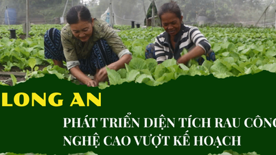 Tỉnh Long An phát triển vượt kế hoạch diện tích trồng rau công nghệ cao