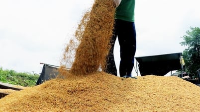 Trung Quốc giảm mạnh nhập khẩu gạo và hạt tiêu Việt Nam, vì sao?