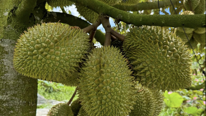 Xô đổ kỷ lục của cả năm ngoái, ‘trái cây vua’ băng băng trên đỉnh lịch sử