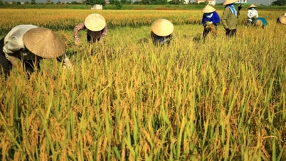 เสถียรภาพภายในประเทศ การส่งออกข้าวเวียดนามสูงสุดในเอเชีย