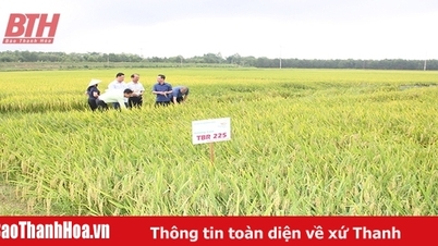 Nhìn từ vụ lúa xuân 2023