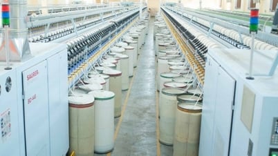 General Department of Customs urgently directs the import of dry-brushed cotton