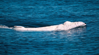 ត្រីបាឡែន humpback ពណ៌សទាំងស្រុងលេចចេញជាមួយម្តាយ
