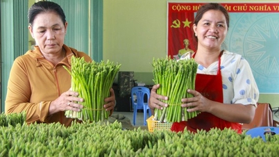 Ở nơi này của Ninh Thuận, dân trồng "rau hoàng đế", giàu protein, chả có Cholesterol, bán hút hàng