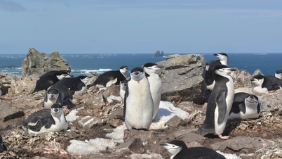 Penguins គេង 10,000 ដងក្នុងមួយថ្ងៃ