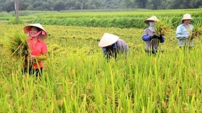 តម្លៃអង្ករបន្តនៅទ្រឹង តម្លៃកប្បាសកើនឡើងគួរឱ្យកត់សម្គាល់