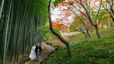 Stroll through a peaceful bamboo forest in Japan