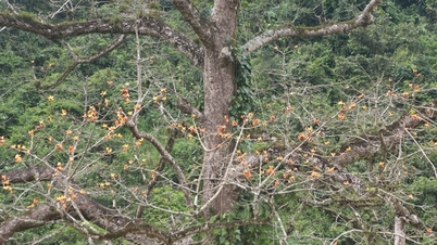 Primer plano del árbol Kapok, un árbol de 500 años de antigüedad con flores extrañas en Quang Binh que acaba de ser reconocido como árbol patrimonial.