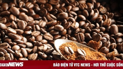Coffee price today December 12: Domestic price continues to increase, world price decreases