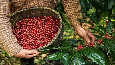 តម្លៃនាំចេញកាហ្វេ Robusta ត្រឡប់ទៅកម្រិតខ្ពស់វិញក្នុងរយៈពេល 28 ឆ្នាំ។