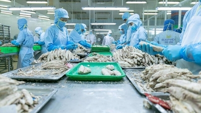 Xuất khẩu cá ngừ sang thị trường Hàn Quốc tăng mạnh