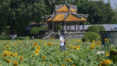 អ្នកទេសចរ 'ជ្រមុជទឹក' នៅក្នុងសួនផ្កាឈូករ័ត្នដែលកំពុងរីកដុះដាលនៅក្នុងព្រះបរមរាជវាំង Hue