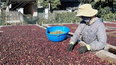 Cà phê là một trong những mặt hàng nông sản có giá xuất khẩu cao nhất