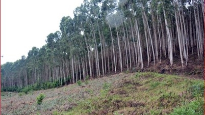 Đối thoại chủ nhật: Tín chỉ carbon giúp bảo vệ và phát triển rừng