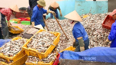 Tận dụng tài nguyên biển khơi để phát triển nghề chế biến thủy hải sản