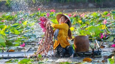 Sắc màu hoa súng Mộc Hóa