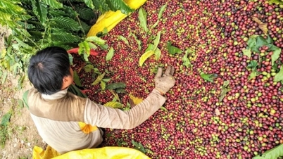 Nâng cao năng lực chế biến, gia tăng giá trị cho xuất khẩu cà phê
