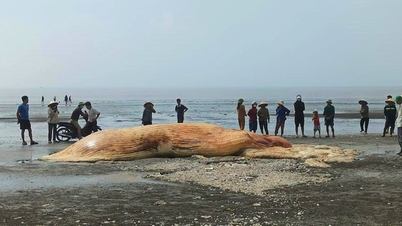 The body of a giant whale washed up on Dien Hung beach in Nghe An province.