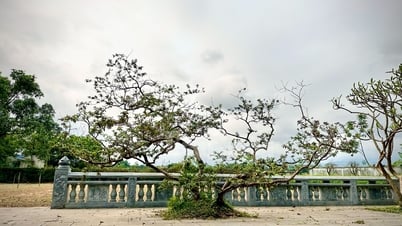 ដើម​ត្របែក​ញញឹម​ញាប់​ញ័រ​នៅ Yen Bai