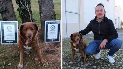 World's oldest dog dies at age 31