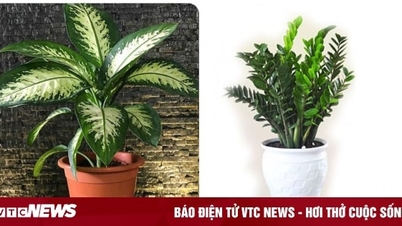 7 loại cây không nên trồng trong nhà