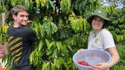 Le prix du café local atteint son plus haut niveau à 121 300 VND/kg