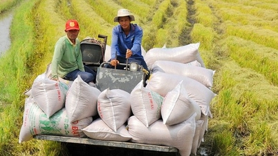 Xuất khẩu gạo tăng mạnh, Trung An, Lộc Trời, Angimex vẫn còn ngổn ngang trong gian khó