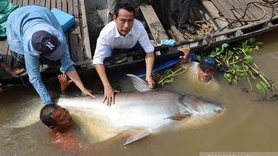 ត្រី​យក្ស​មួយ​ក្បាល​ទៀត​ទើប​យក​មក​ទន្លេ​មេគង្គ​វិញ ។