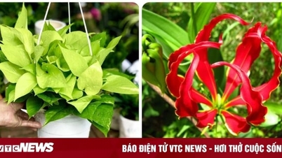 រុក្ខជាតិពុលមិនគួរដាំដុះក្នុងផ្ទះទេ។
