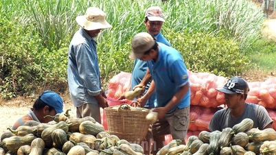 ល្ពៅជាផ្លែឈើឆ្ងាញ់ ល្អសម្រាប់ខួរក្បាល និងបង្កើនការចងចាំ ឃុំមួយក្នុងខេត្តត្រាវិញ ដាំបានជោគជ័យ និងលក់ដាច់។