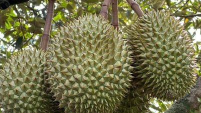 Nhiều lô sầu riêng Việt Nam xuất khẩu bị Trung Quốc cảnh báo