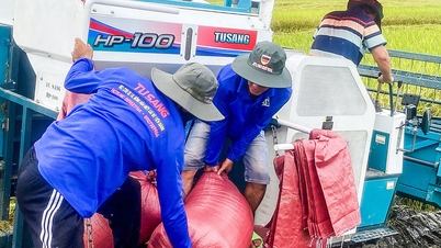 Trồng lúa phát thải thấp, giảm 4 lần phun thuốc bảo vệ thực vật