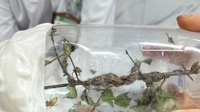 Poisoning, muscle paralysis after eating fried stink bugs