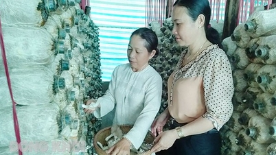 Cho nấm bào ngư 'uống' sữa tươi, cây nấm mọc nhanh, chị gái Bến Tre bán đắt hàng, thu tiền đều tay