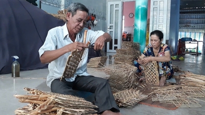 ដំណាំម្រុំ ជារុក្ខជាតិកម្រដែលជ្រូកមិនអាចស៊ីបាន ពេលនេះប្រជាជននៅខេត្តសុកត្រាំង កាប់ ហាល ត្បាញ និងរកលុយ។