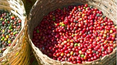 Giá cà phê Robusta tăng nhẹ, dao động quanh mốc 5.000 USD/tấn