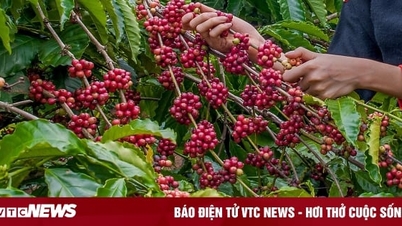 តើ​ខេត្ត​ណា​ក្នុង​ប្រទេស​យើង​ត្រូវ​បាន​គេ​ស្គាល់​ថា​ជា​រាជធានី​នៃ​កាហ្វេ?