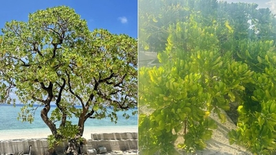 チュオンサには、四角いガジュマルの他に、粘り強く耐久性のある生命力を持つ 2 種類の樹木があります。それは何でしょうか?