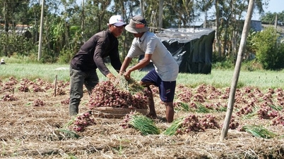 Hành tím Vĩnh Châu thu hoạch rộ, nông dân mừng vì trúng mùa