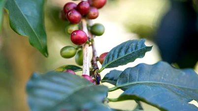 Agricultural product prices on November 28, 2024: Coffee and pepper prices both increased sharply