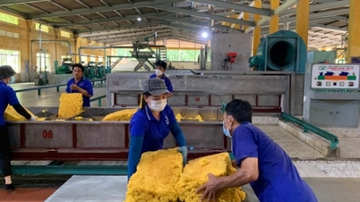 ចំណែក​ទីផ្សារ​កៅស៊ូ​វៀតណាម​កំពុង​ធ្លាក់​ចុះ​ក្នុង​ទីផ្សារ​ឥណ្ឌា។