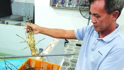 Xuất khẩu tôm hùm sang Trung Quốc tăng 27 lần